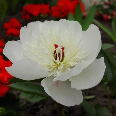 Paeonia lactiflora 'Immaculée'